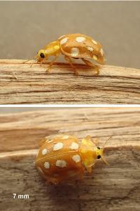 <i>Halyzia sedecimguttata</i>