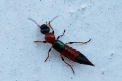 <i>Paederus littoralis</i>