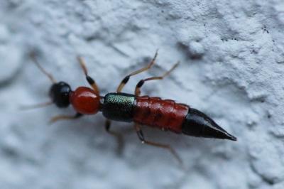 <i>Paederus littoralis</i>