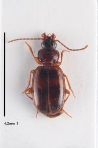 <i>Trechus obtusus</i>