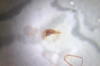 <i>Trechus obtusus</i>