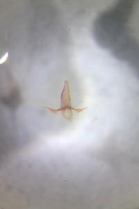 <i>Trechus obtusus</i>