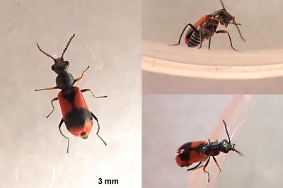 <i>Anthocomus equestris</i>