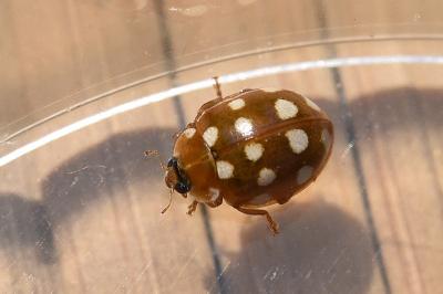<i>Calvia quatuordecimguttata</i>