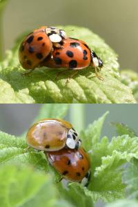 <i>Harmonia axyridis</i>