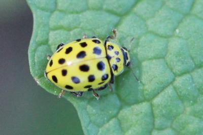 <i>Psyllobora vigintiduopunctata</i>