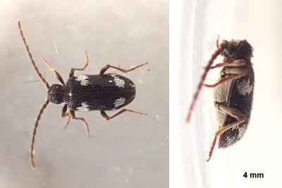 <i>Ptinus sexpunctatus</i>