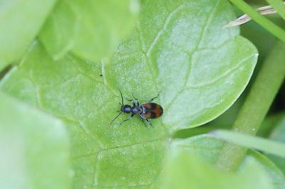 <i>Anthicus antherinus</i>