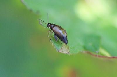 <i>Longitarsus</i>