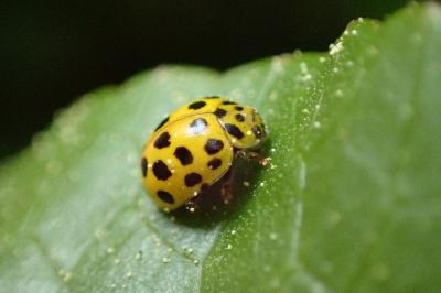 <i>Psyllobora vigintiduopunctata</i>