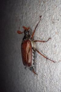 <i>Melolontha melolontha</i>