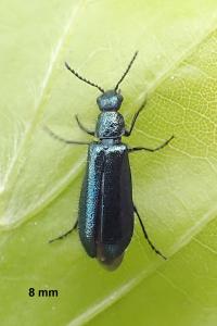 <i>Dasytes caeruleus</i>