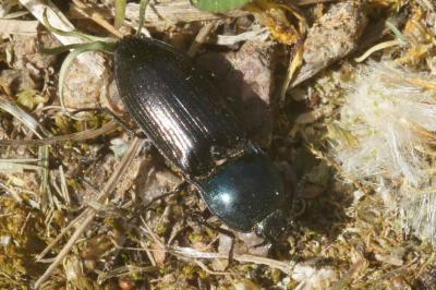 <i>Selatosomus aeneus</i>
