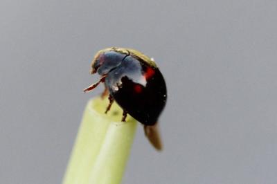 <i>Chilocorus bipustulatus</i>