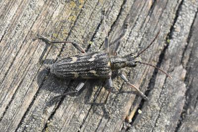 <i>Rhagium bifasciatum</i>