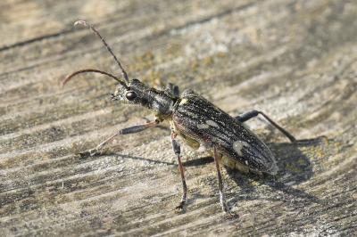 <i>Rhagium bifasciatum</i>