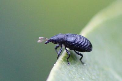 <i>Magdalis ruficornis</i>