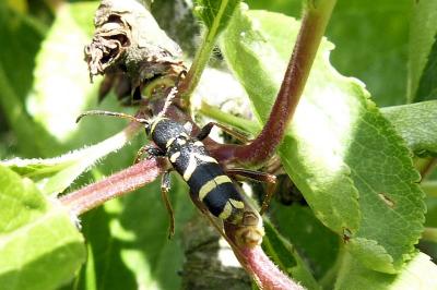 <i>Clytus arietis</i>