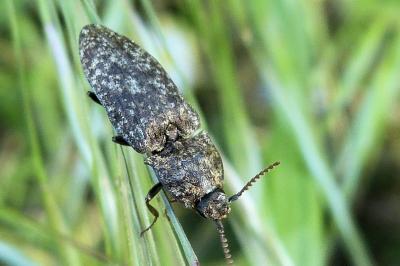 <i>Agrypnus murinus</i>