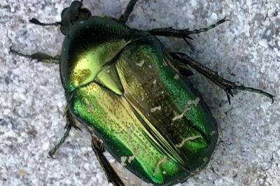 <i>Cetonia aurata</i>