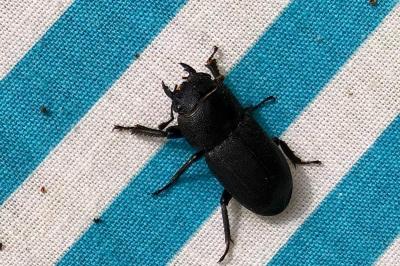 <i>Dorcus parallelipipedus</i>