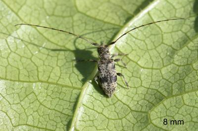 <i>Leiopus</i>