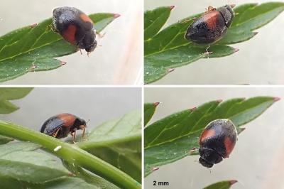 <i>Scymnus interruptus</i>