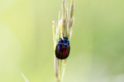Chrysolina cerealis