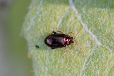 Crepidodera aurea