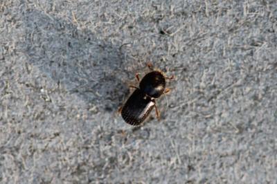 Anisandrus dispar