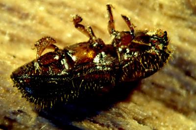 Xyleborus monographus