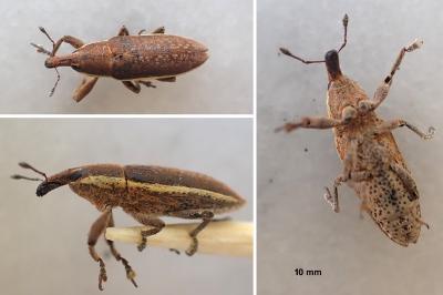 Lixus ochraceus