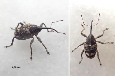 Curculio villosus