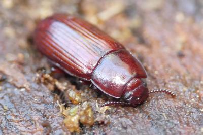 Uloma culinaris