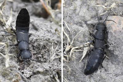 Ocypus olens