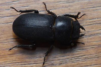 Dorcus parallelipipedus