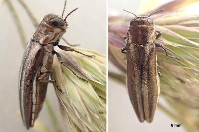 Agrilus cinctus