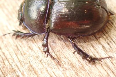 Anoplotrupes stercorosus