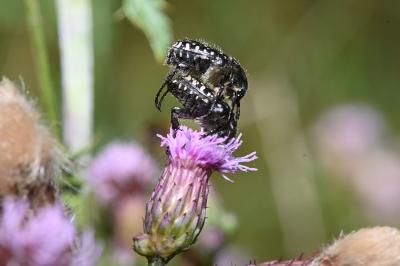 Oxythyrea funesta