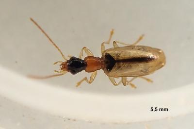Demetrias atricapillus