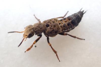 Ontholestes tessellatus