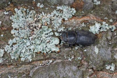 Dorcus parallelipipedus