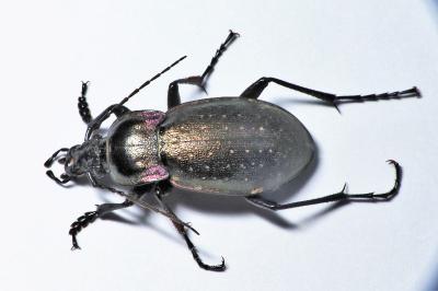Carabus nemoralis
