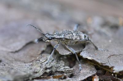 Rhagium inquisitor