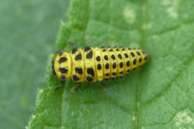 Psyllobora vigintiduopunctata
