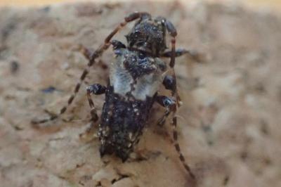 Pogonocherus hispidus