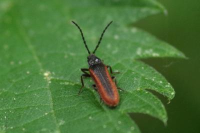 Omalisus fontisbellaquei