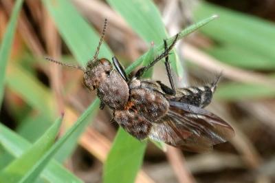 Ontholestes murinus