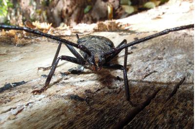 Aegosoma scabricorne