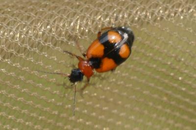 Lebia cruxminor